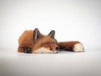 Needle felted fox sculpture(이미지 포함)
