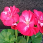 리틀레이디바이칼라제라늄794 - 공기정화식물(air purifying plants)