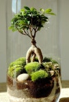 능성다육식물및채소 | Plantes에 관한 26개의 최상의 Pinterest 이미지 | 다육 식물, 작은 정원 및 채소 정원 Plantes