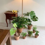 안녕 초록이들 . . . . . . #용인공방#레스트그린#식물인테리어 | Planter pots, Instagram posts, Planters