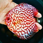 대성수족관·조류원새 | Resultado de imagen para Red Eagle Discus | 수족관