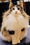 We sent photographer Beth Kleinpeter to what has to be the cutest place on Earth.(이미지 포함) | 노르웨이숲 고양이, 애완동물...