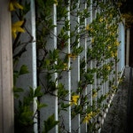 꽃다비forsythia | 개나리 꽃 forsythia flower in 2024