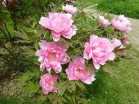 Forum / Obrázek : Pivoňka dřevitá x Yachiyojishi - větévky s květy (Paeonia suffruticosa) | 정원 가꾸기, 모란, 꽃