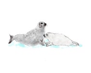 Harp Seals on the Ice Acrylic Box by Mai S. Kemble - 4 X 4 X 3 - 2020 | 하프