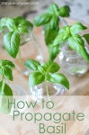 Herbs에 관한 10개의 최상의 Pinterest 이미지 | 허브 정원, 정원 가꾸기 및 화분 키우기 Herbs