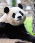 Pin page Pin by Sarina Lai on 熊貓福寶복보 in 2024
