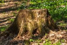 forest - Google 검색