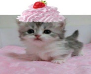 Pin di dazzy ㅤ𝜗𝜚 su ♡ mine | Cuccioli, Gatti, Cose carine