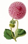 botanical prints에 있는 Sunju Choe님의 핀