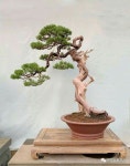 중원분재.조경농원 | bonsai에 있는 bonsai님의 핀 | 분재, 조경
