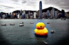 만나리나덕신본 | 만다리나 덕 (With images) | Pictures of the week, Duck, Duck float
