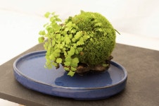 동물/식물 동물/식물 - 이끼구슬 | Bonsai, Kokedama, Moss garden