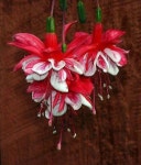 Lovely | 꽃