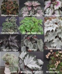 예쁜구제제니아 | Pin by 성호 배 on Begonia | Begonia, Pelargonium, Plants