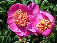 Pin by 이미애 on 정원 예술 | Paeonia lactiflora, Flowers, Peonies