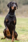 Dogs에 관한 73개의 최상의 Pinterest 이미지 | 고양이, 동물과 애완동물 및 Great danes Dogs