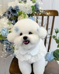 비숑나나젤리(@bichon_nana_jelly) • Instagram 사진 및 동영상