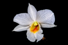 빅:난이들 | 열대난 1-5(dendrobium)에 있는 SANG CHUL BYUN님의 핀 - 2021