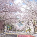 ♡┊Cherry Blossom에 있는 𝖶𝖾𝖽.님의 핀 | 꽃