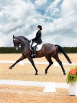 반석스포츠마장 | Lovely dressage horse! | 마장마술
