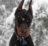 빌라도베르만(VILLA DOBERMANN) | European doberman에 관한 상위 25개 이상의 Pinterest 아이디어 | 도베르만 개, 도베르만 및 Doberman pinscher