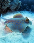 씨앤(SEA N)스쿠버 | Sea life animals Marco Mancinion Instagramscubadiving scuba scubadive scubadiver scubaworld scubalife scubaphoto scubaphotography...