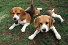 Beagles..yes please! | 비글, 강아지, 동물