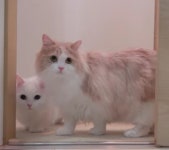 DD Lala 디디, 라라 #cute #cats
