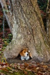 Beagle Camy에 관한 212개의 최상의 Pinterest 이미지 | 비글 강아지, 강아지 및 비글 Beagle Camy