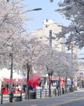 휘게 인 신촌(HYGGE IN SINCHON) | DENISE 🌸 on Instagram: "Sinchon Cherry Blossoms 🥰🌸🌸🌸 Take Exit 1,2,3 or 4 of Sinchon Station (신촌역) in Seoul...