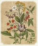 botanical prints에 있는 Sunju Choe님의 핀