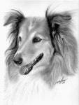 Pin by 진아 박 on tiere zeichnen süß in 2020 | Realistic drawings, Pencil drawings of animals, Animal drawings