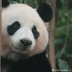 판다(PANDA)드럭스토어 | panda에 있는 kasumj Huỳnh님의 핀 - 2024 | 판다