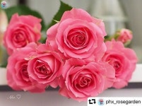 플로라꽃.마름세상 | Pin by 주연 on Flora's Kingdom in 2020 | Flowers, Rose, Flora