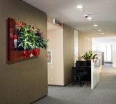 Could you see this hanging in your office? www.suiteplants.com | 좋은 아이디어, 아이디어