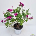 제라늄캔디플라워 (중품15cm화분/사진배송)(Pelargonium(Geranium)) - 공기정화식물(air purifying plants)