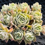 정월군생0304(E. Jeong-wol) - 다육식물(Succulent)