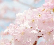 Pin by 남지나팔ㅋ on Celebrities | Cherry blossom, Plants, Garden
