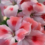 제라늄.캔디플라워 피치클라우드(10호)(Pelargonium(Geranium)) - 공기정화식물(air purifying plants) - 2023 | 관엽 식물, 식물, 제라늄