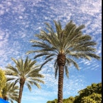 Palms in Florida | 예술