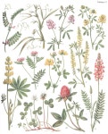 Pin by Jung SoHyeon on 오래상점 in 2020 | Floral illustrations, Botanical prints, Floral art