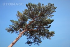 소오디자인 | 소나무 Yanggiri, 사진, 소나무, 솔나무, 상록수, 솔잎, 식물, 자연, 침엽수, 소오리, 나무, 적송, 배경 - 2020 | 침엽수, 상록수, 식물