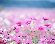 flower and tree에 있는 소셜미디어마케팅연구원님의 핀 | 꽃 사진, 코스모스 꽃, 아름다운 꽃