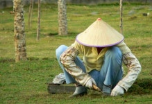 chinese gardener에 대한 이미지 검색결과