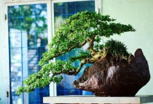 중원분재.조경농원 | Bonsai.insp3에 있는 Bagus Wijaya님의 핀 | 조경