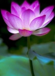주식회사 로토스컴퍼니(Lotos Company) | Pin de 지안 Roh en 연꽃-LOTUS-reality~ | Flor de loto, Flores, Loto