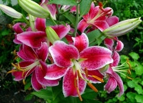 Lily my favorite flower | 꽃