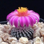 능성다육식물및채소 | flores에 관한 493개의 최상의 Pinterest 이미지 | 꽃 정원, 다육 식물 및 채소 정원 flores