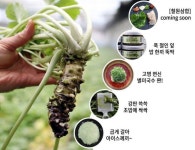 철원 고추냉이… 머리부터 발끝까지 그 알싸함에 침이 ‘꼴깍’
